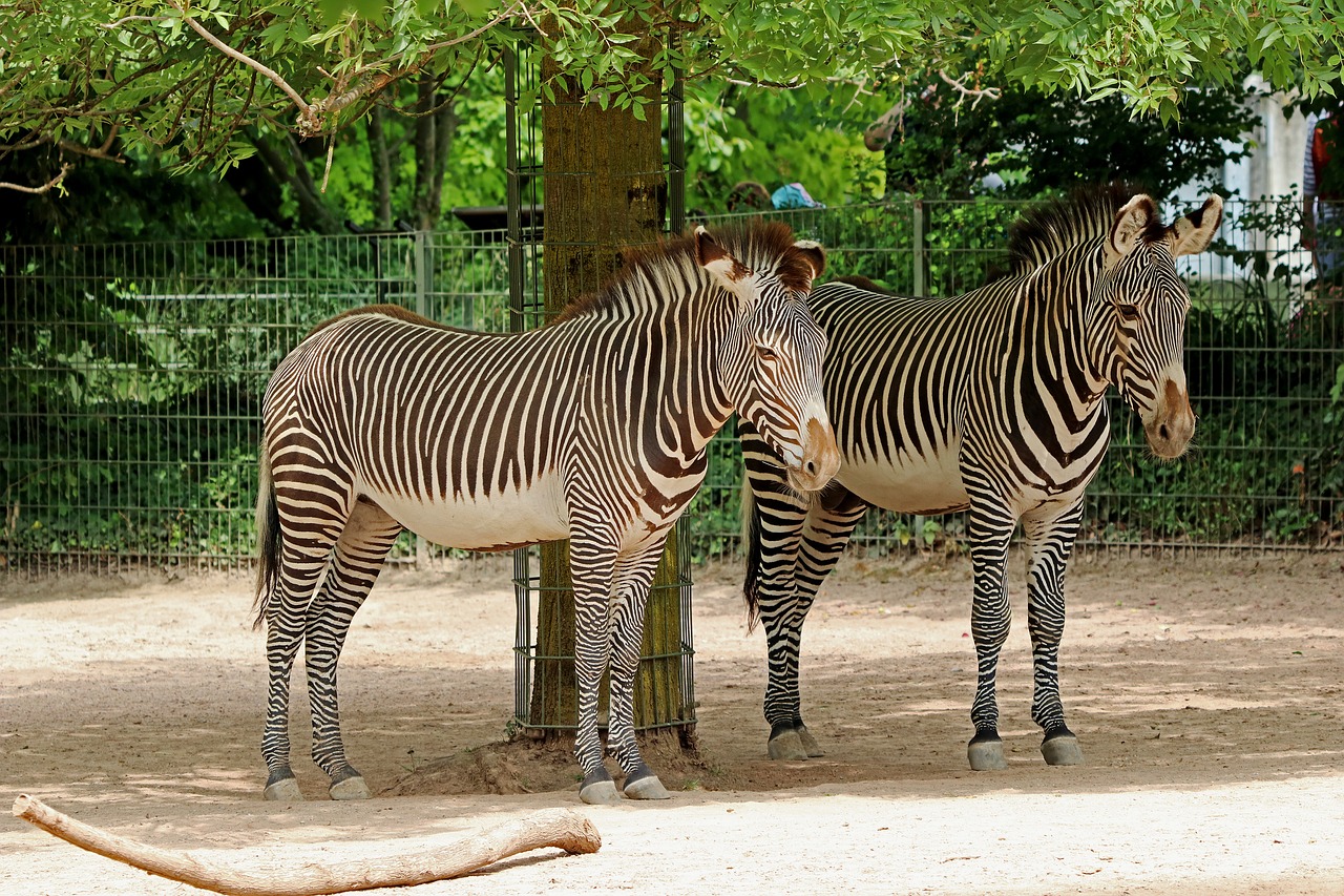 zebra zoo animal free photo
