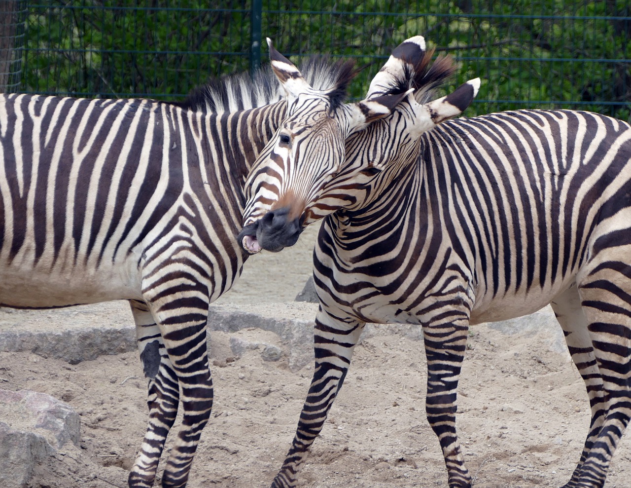 zebra animal zoo free photo