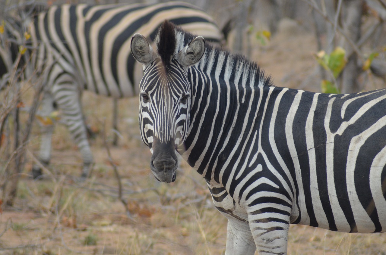 zebra africa safari free photo