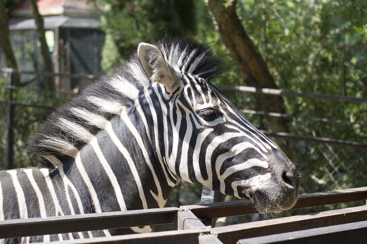 zebra zoo yalta zoo free photo