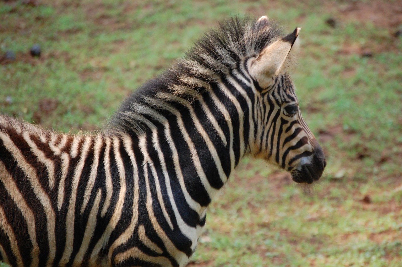 zebra stripe white free photo