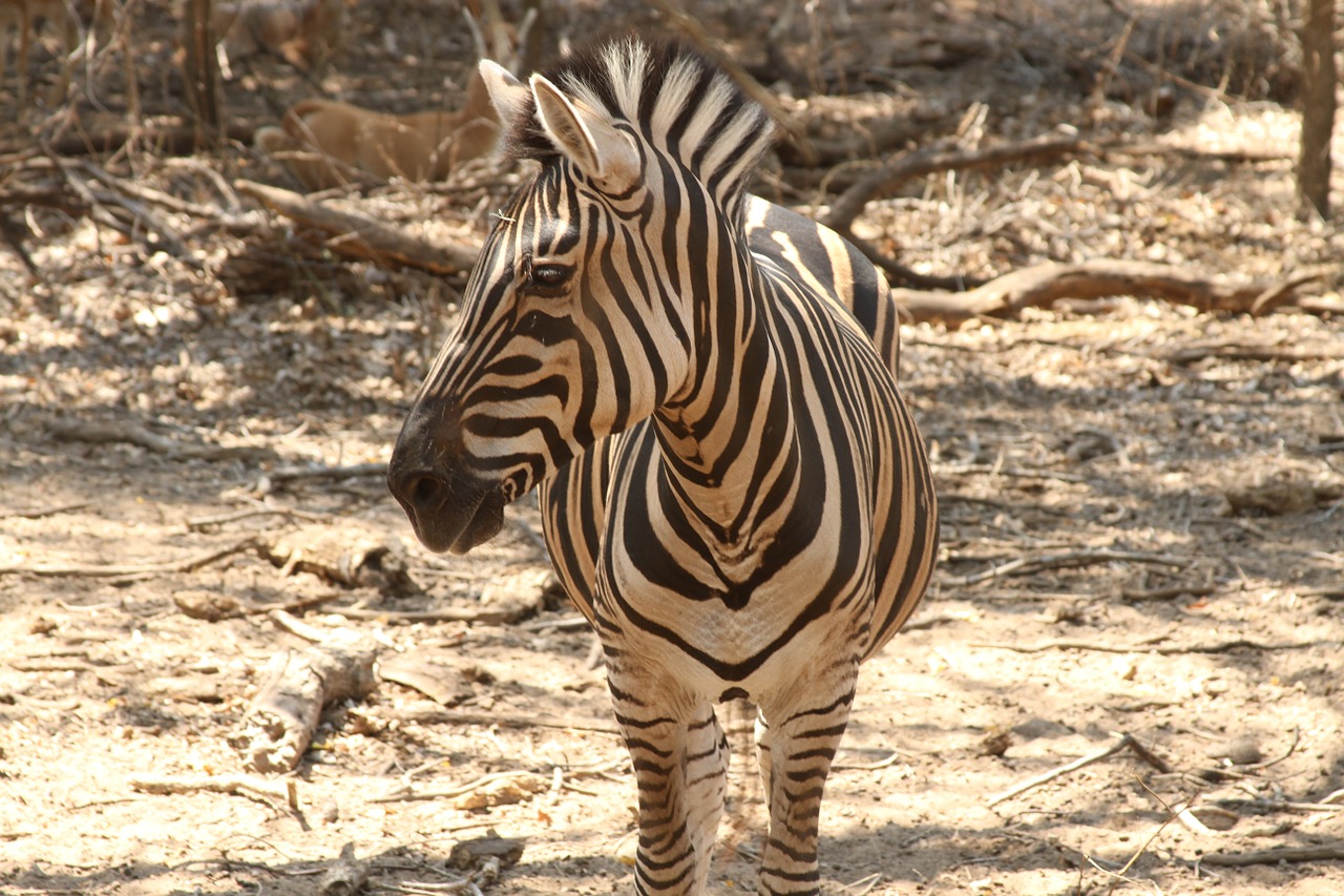 zebra stripes safari free photo