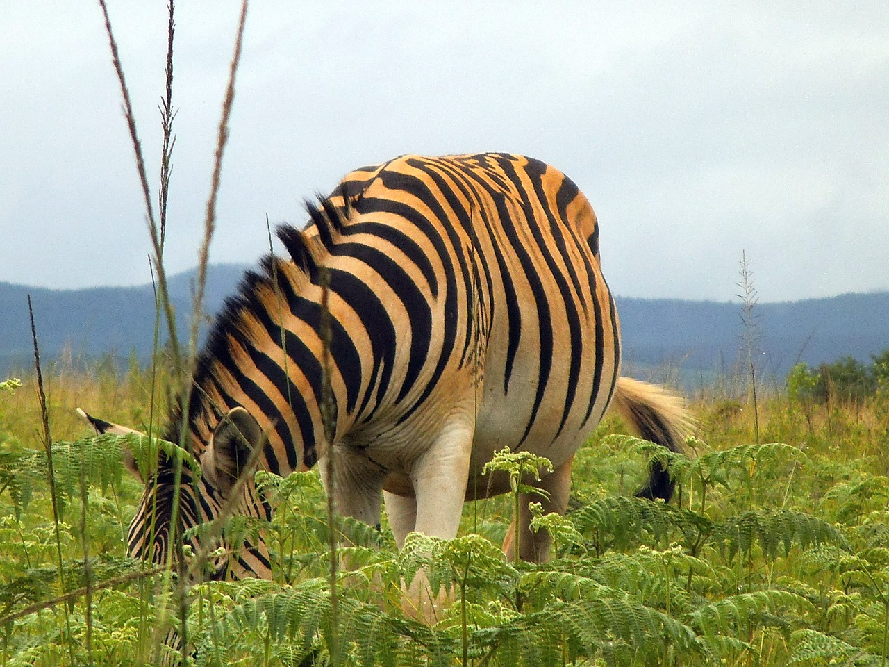 zebra nature animal free photo