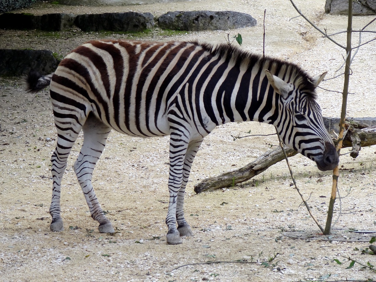 zebra animal africa free photo