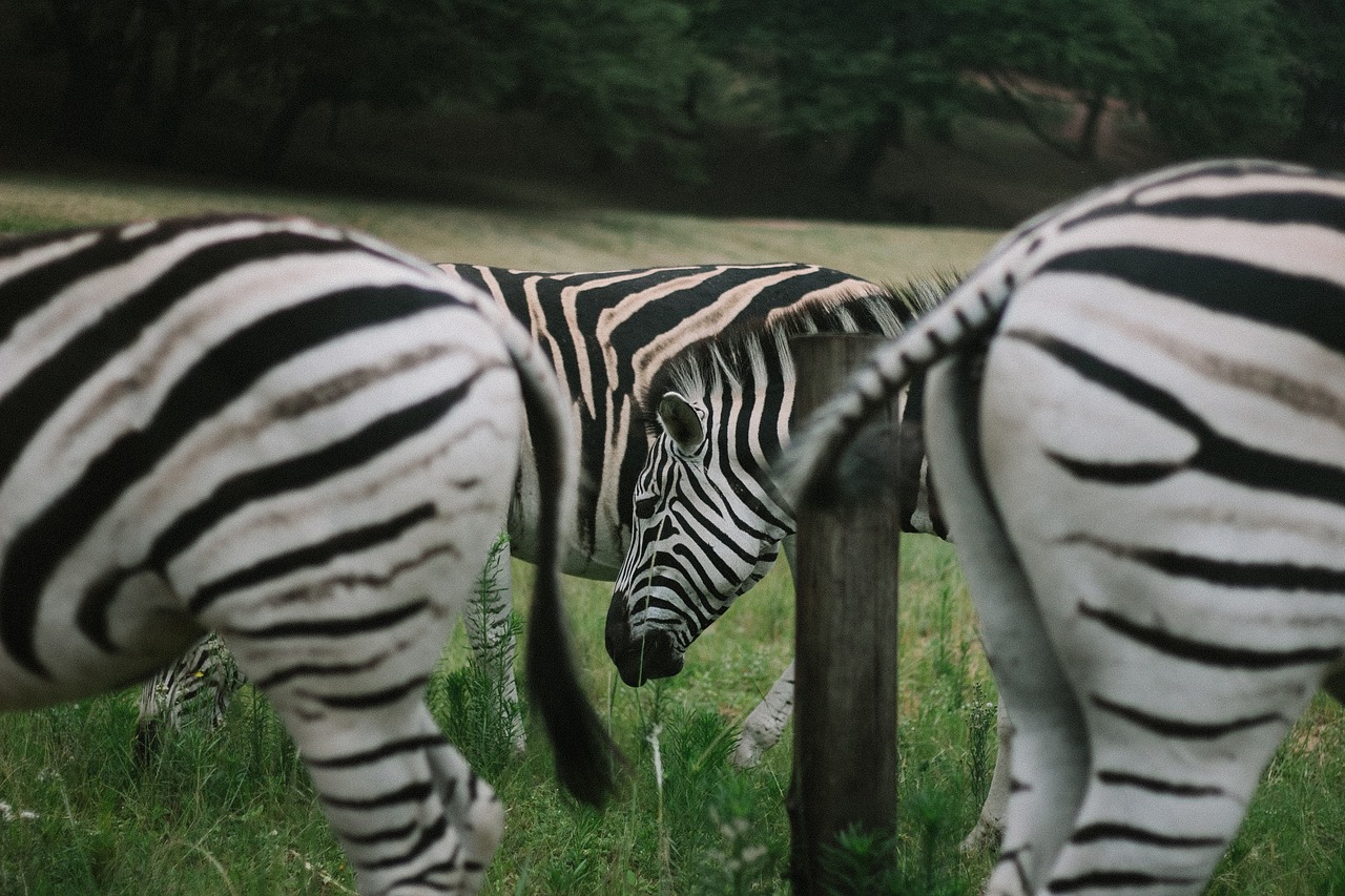 zebra animal wildlife free photo