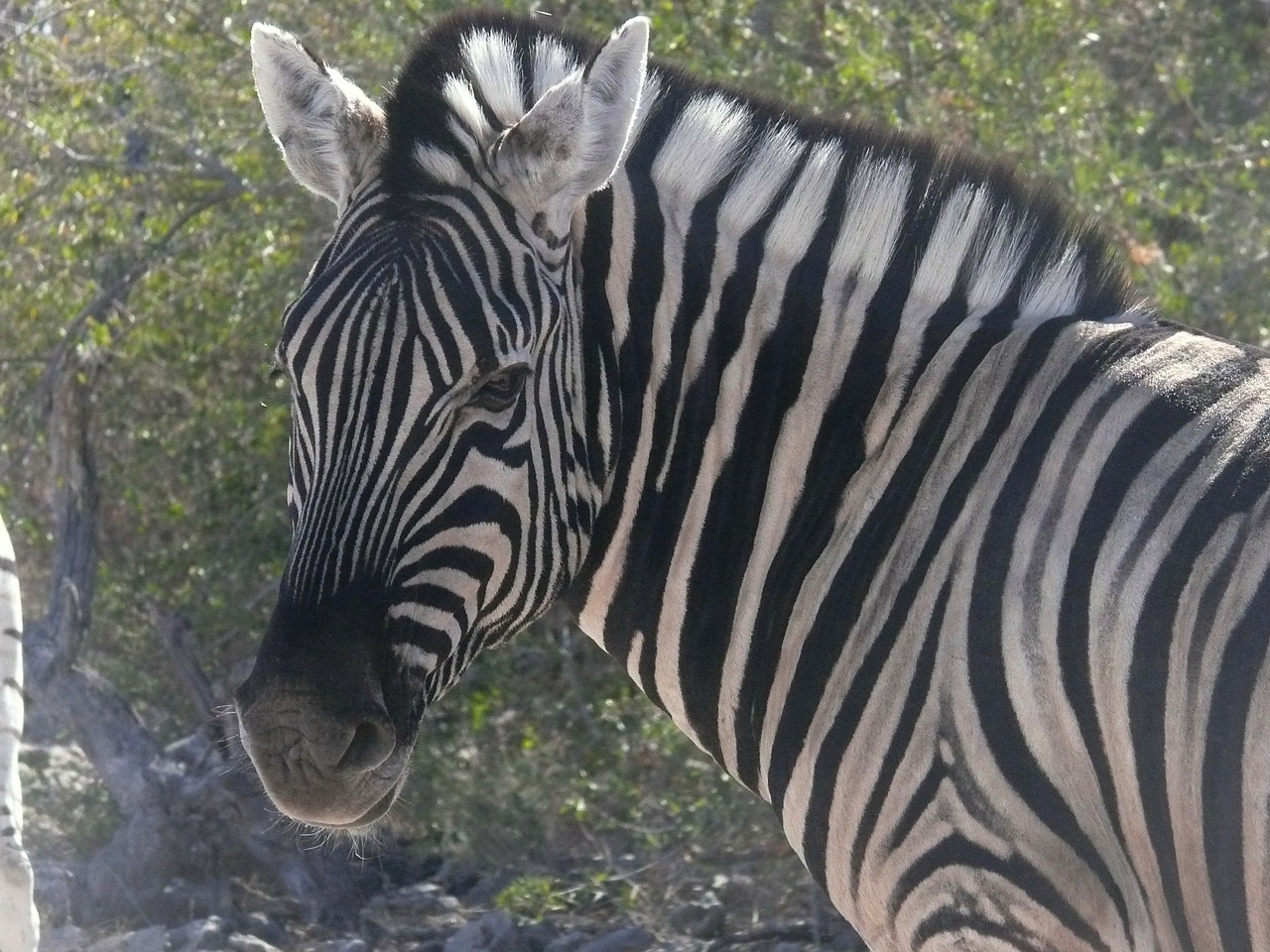 zebra namibia animals free photo