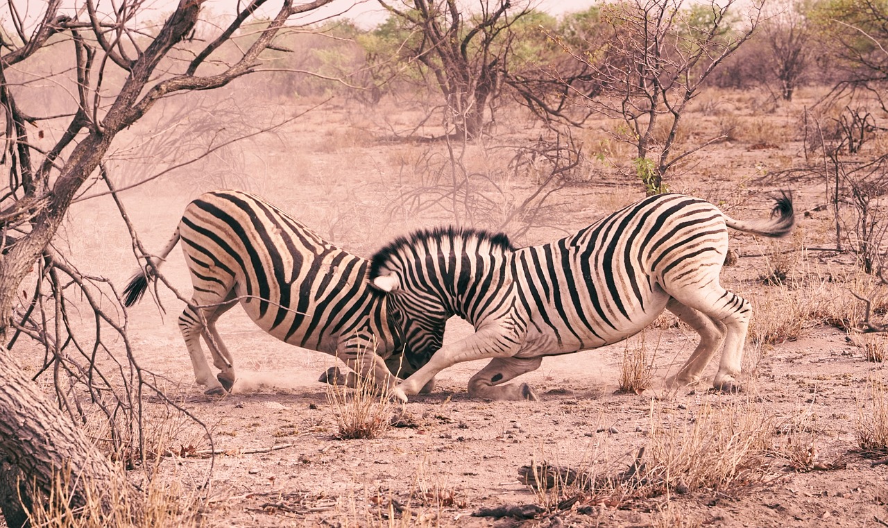 zebra animal wildlife free photo