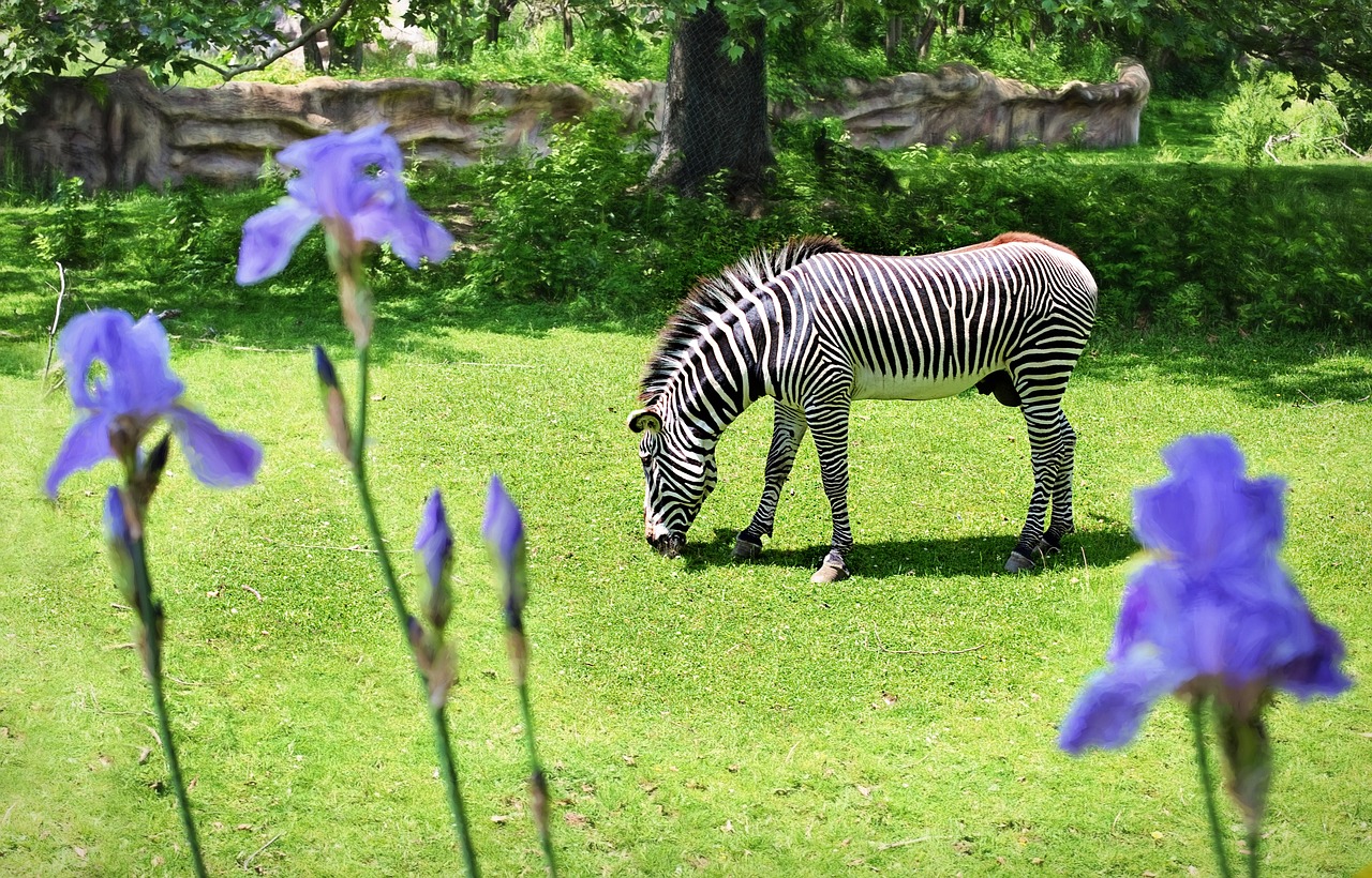 zebra zoo wild animal free photo