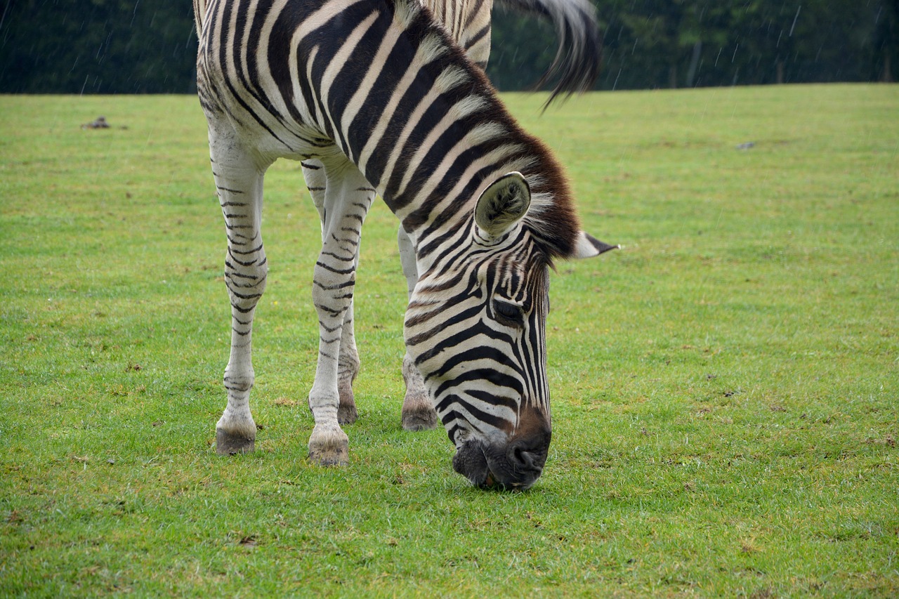 zebra stripes nature free photo