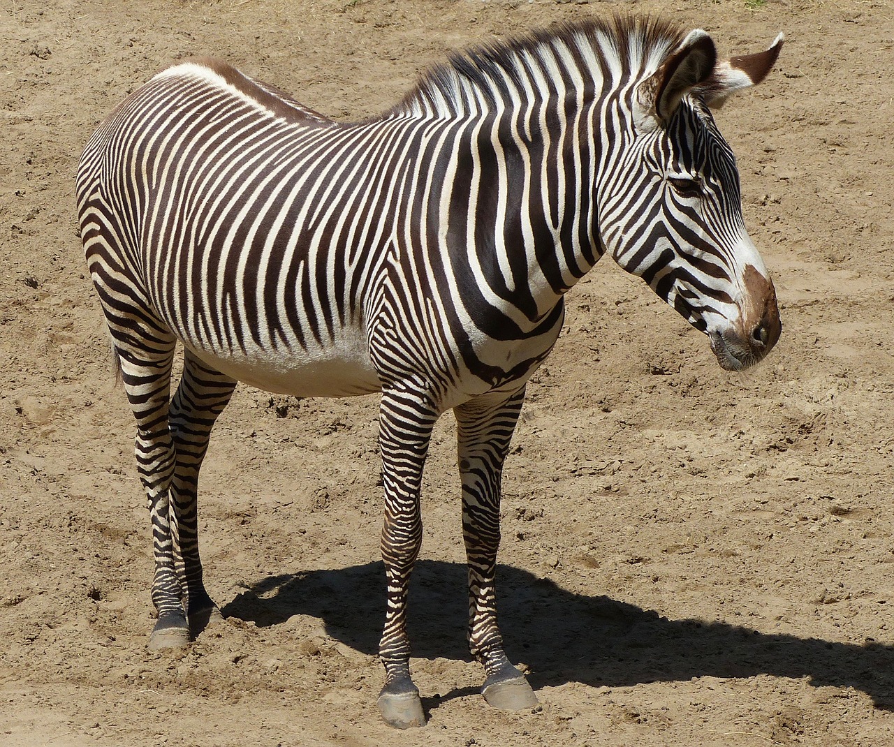 zebra animals zoo free photo