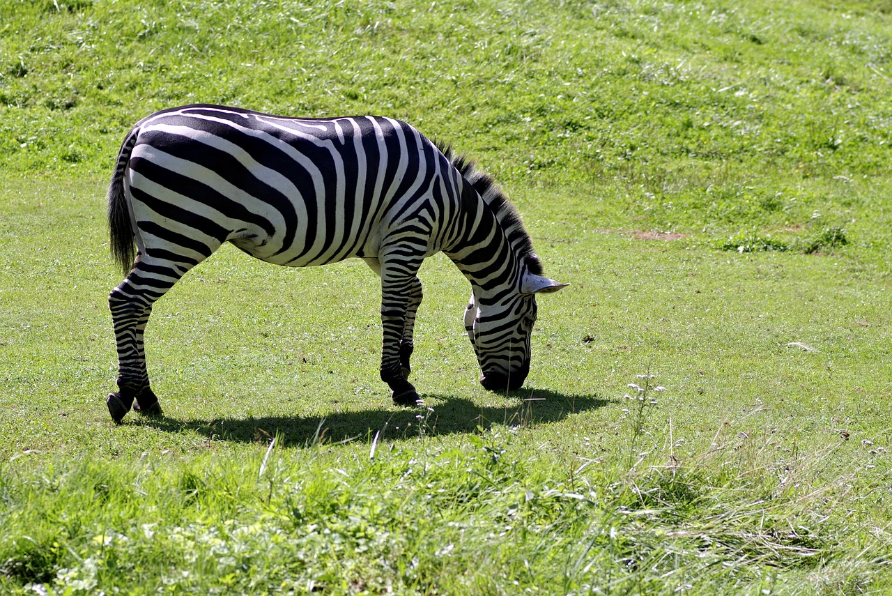 zebra single mammal free photo