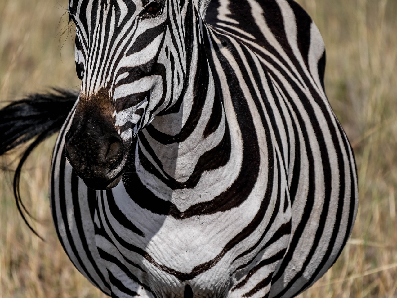 zebra frontal striped free photo