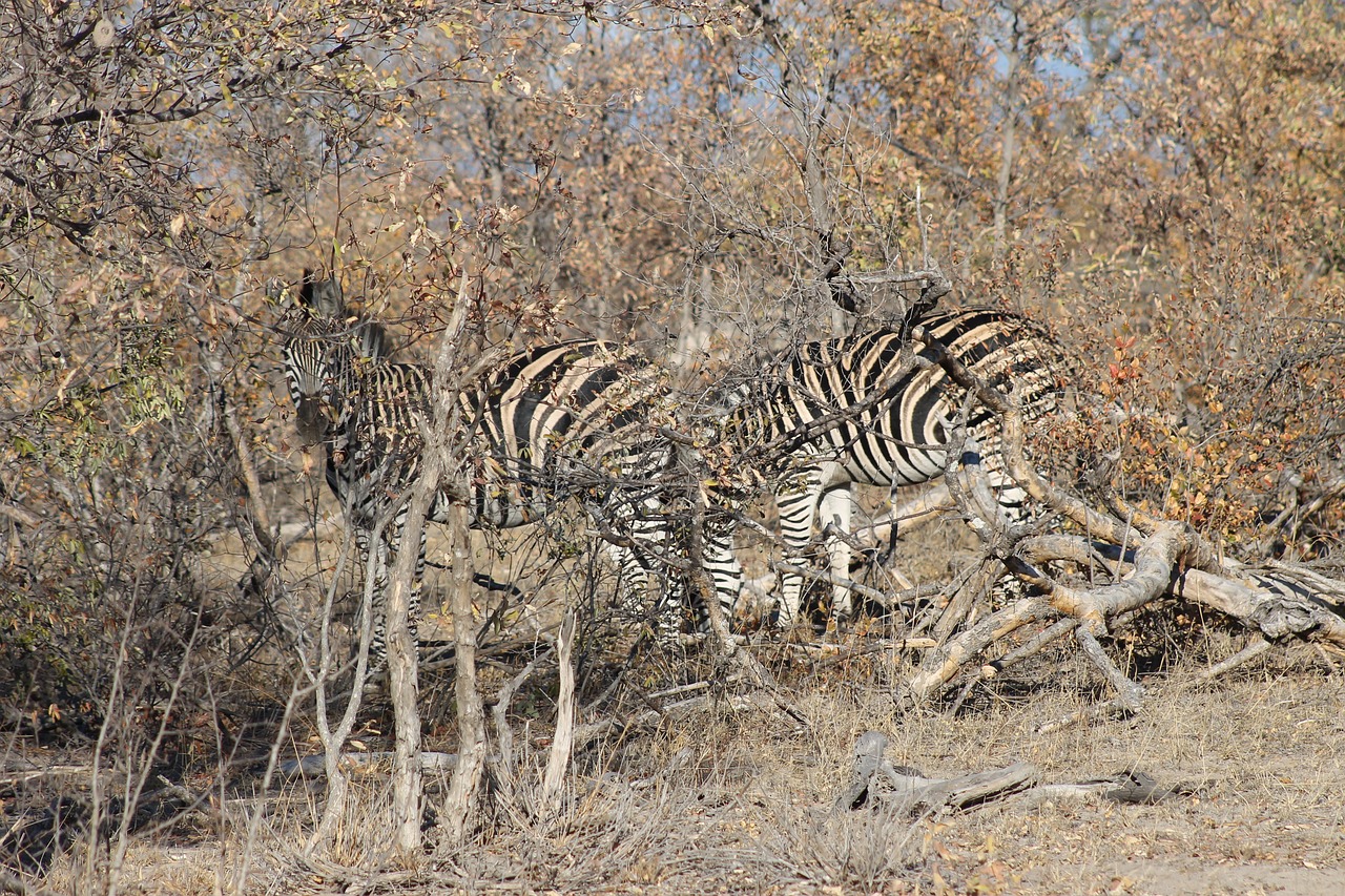 zebra animal africa free photo