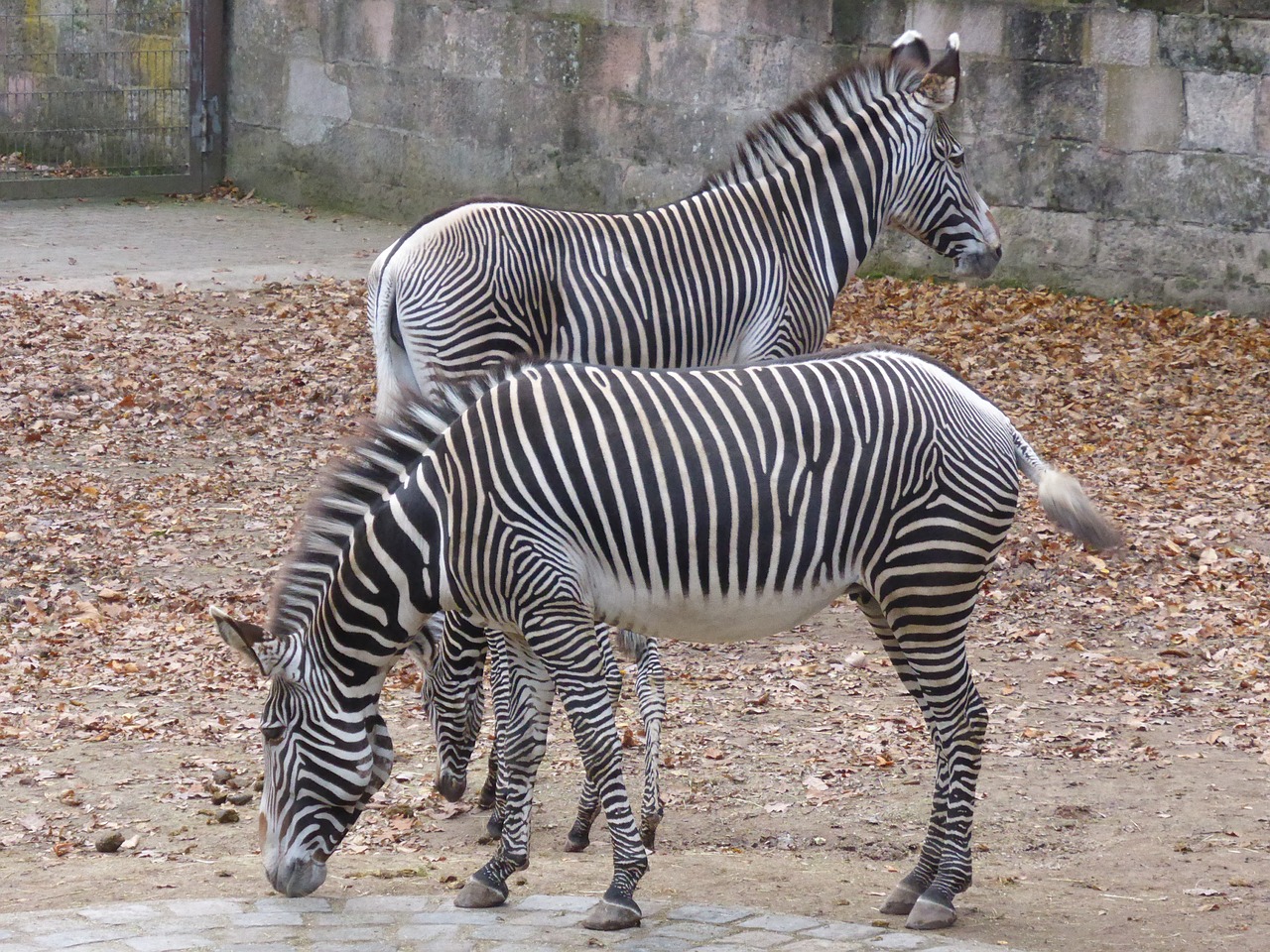 zebra zoo black and white free photo