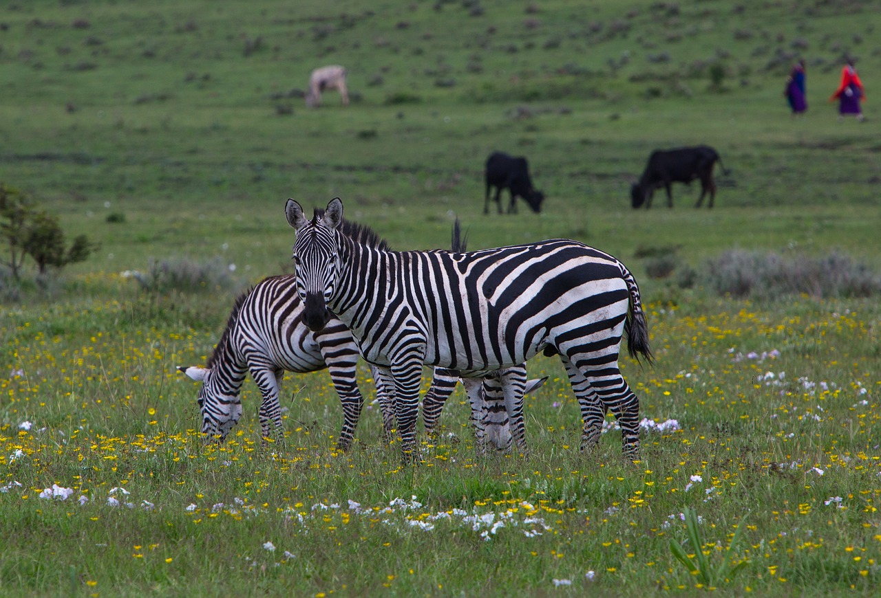 zebra wildlife ngorongoro conservation area free photo
