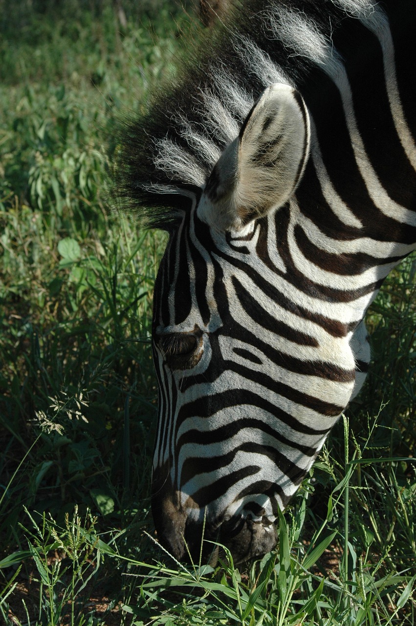 zebra wildlife animal free photo