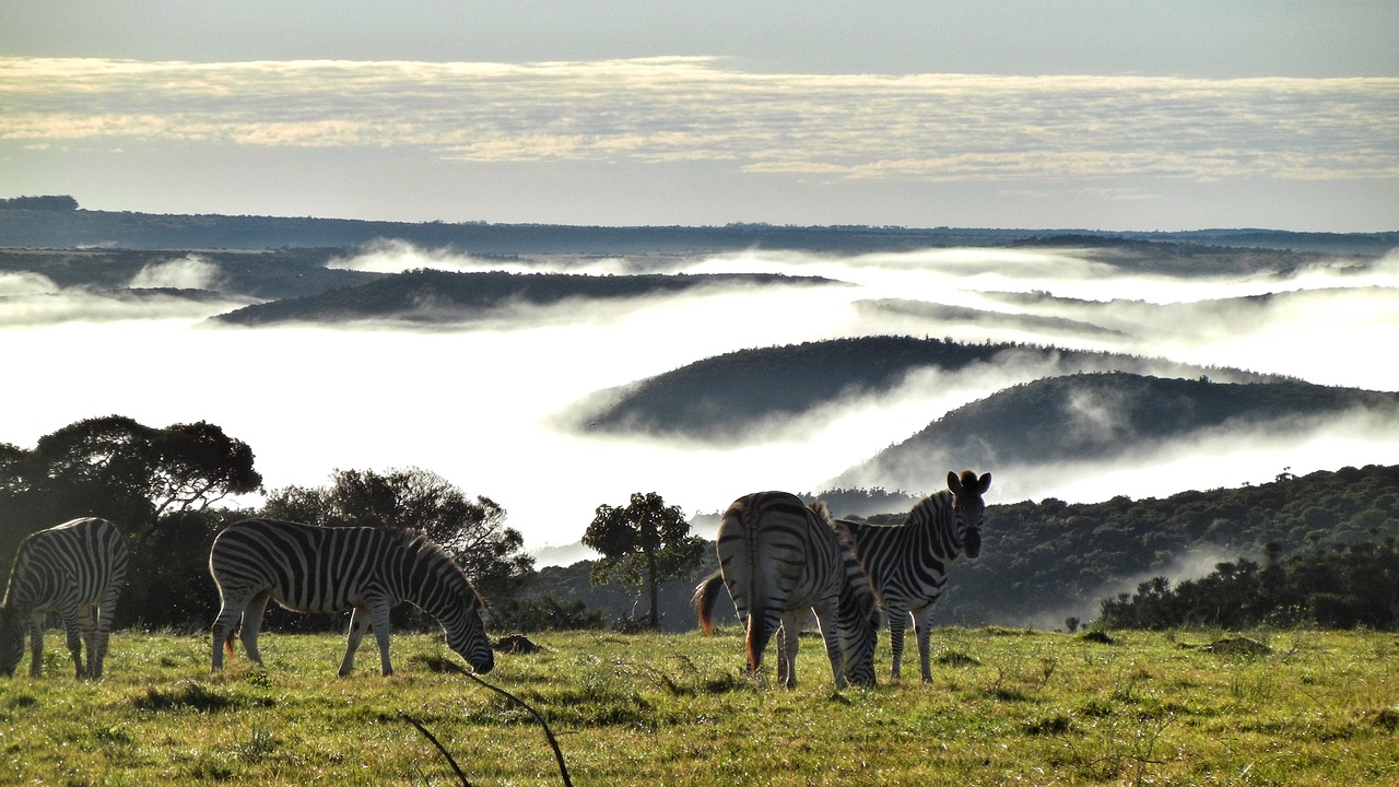 zebra south africa animal world free photo