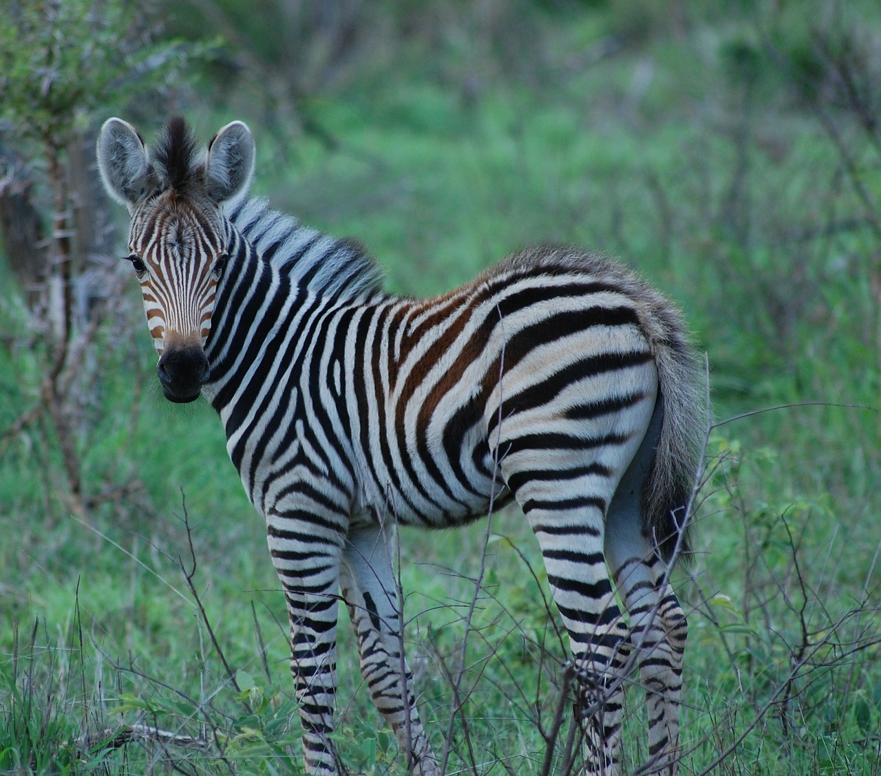 zebra baby zebra africa free photo