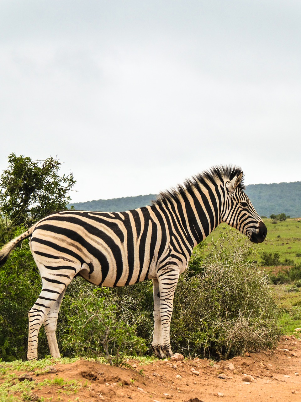 zebra africa national park free photo