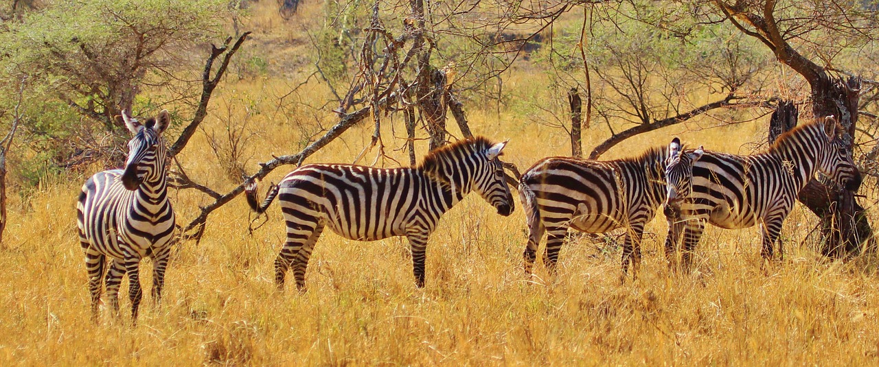 zebra animal mammal free photo