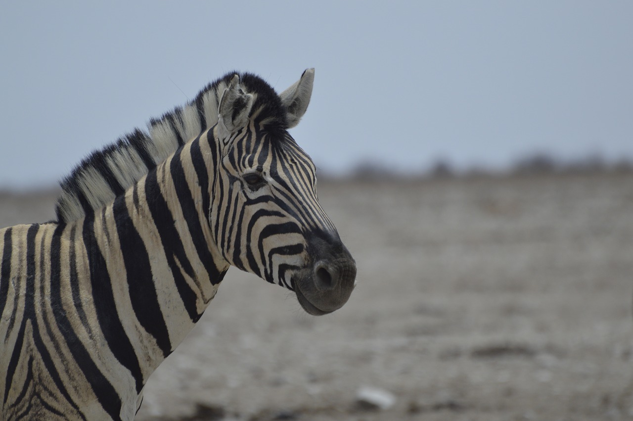 zebra africa national park free photo