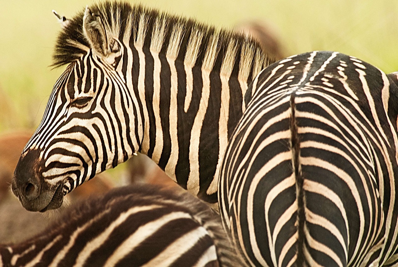 zebra stripes pattern free photo