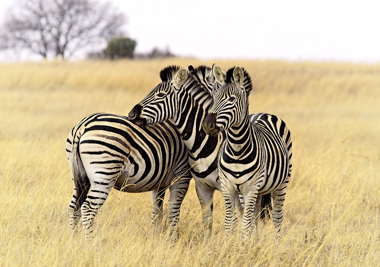 zebra group stripes free photo