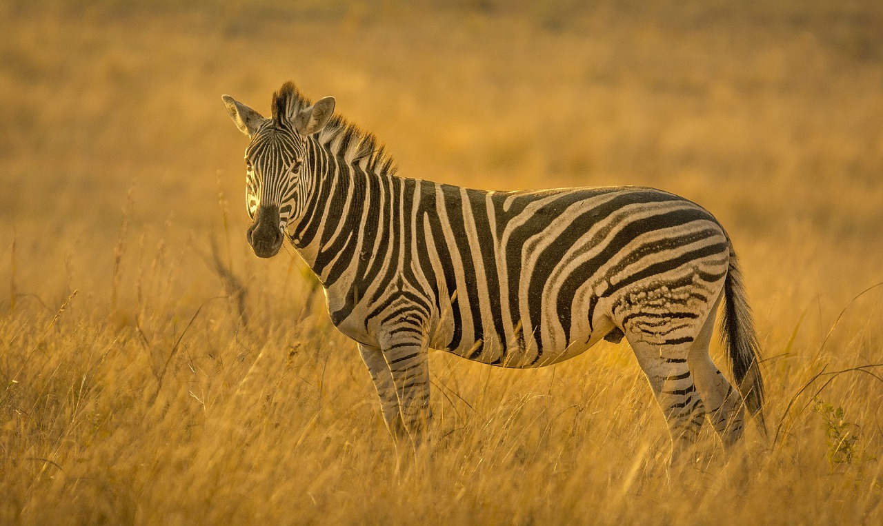 Edit Free Photo Of Zebra,stripes,golden,light,backlit - Needpix.com