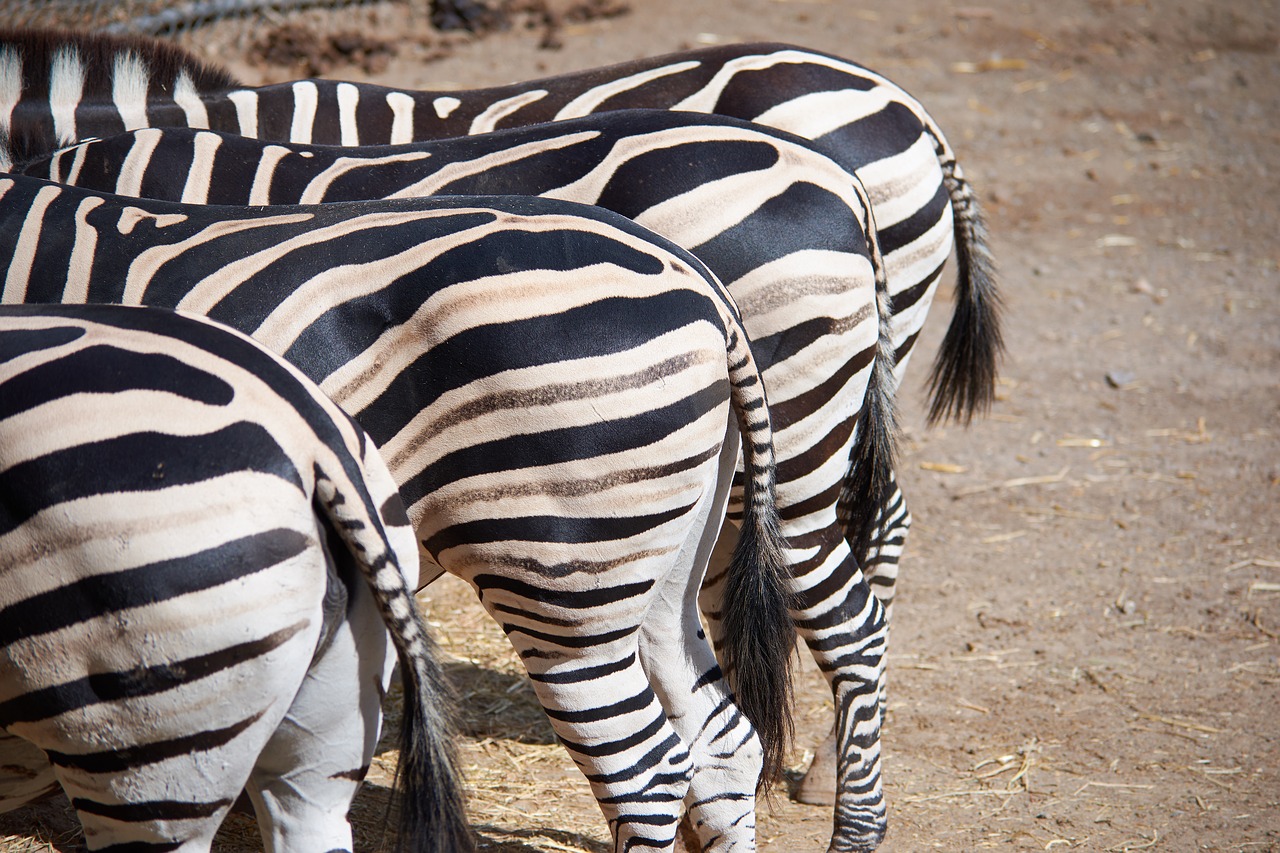 zebra butt eat free photo