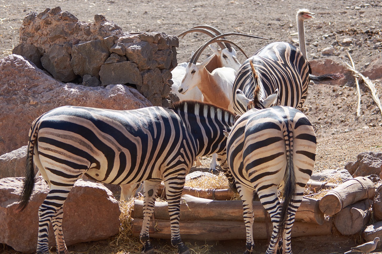 zebra butt eat free photo