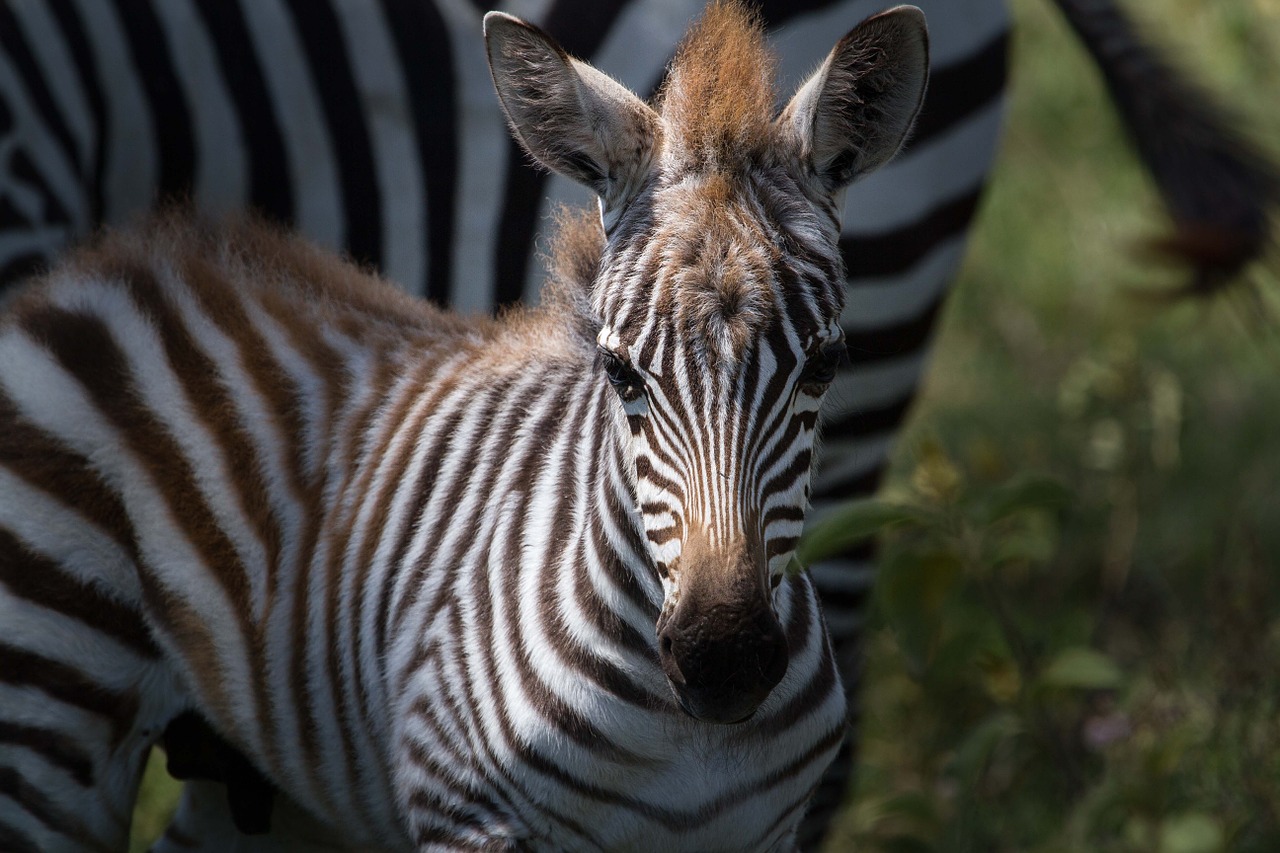 zebra plains zebra animals free photo