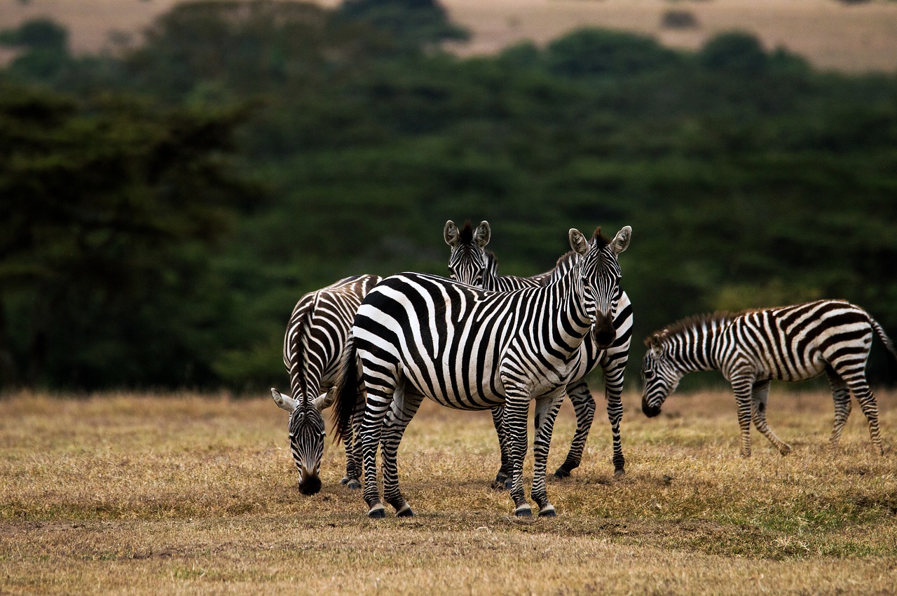 zebra africa kenya free photo