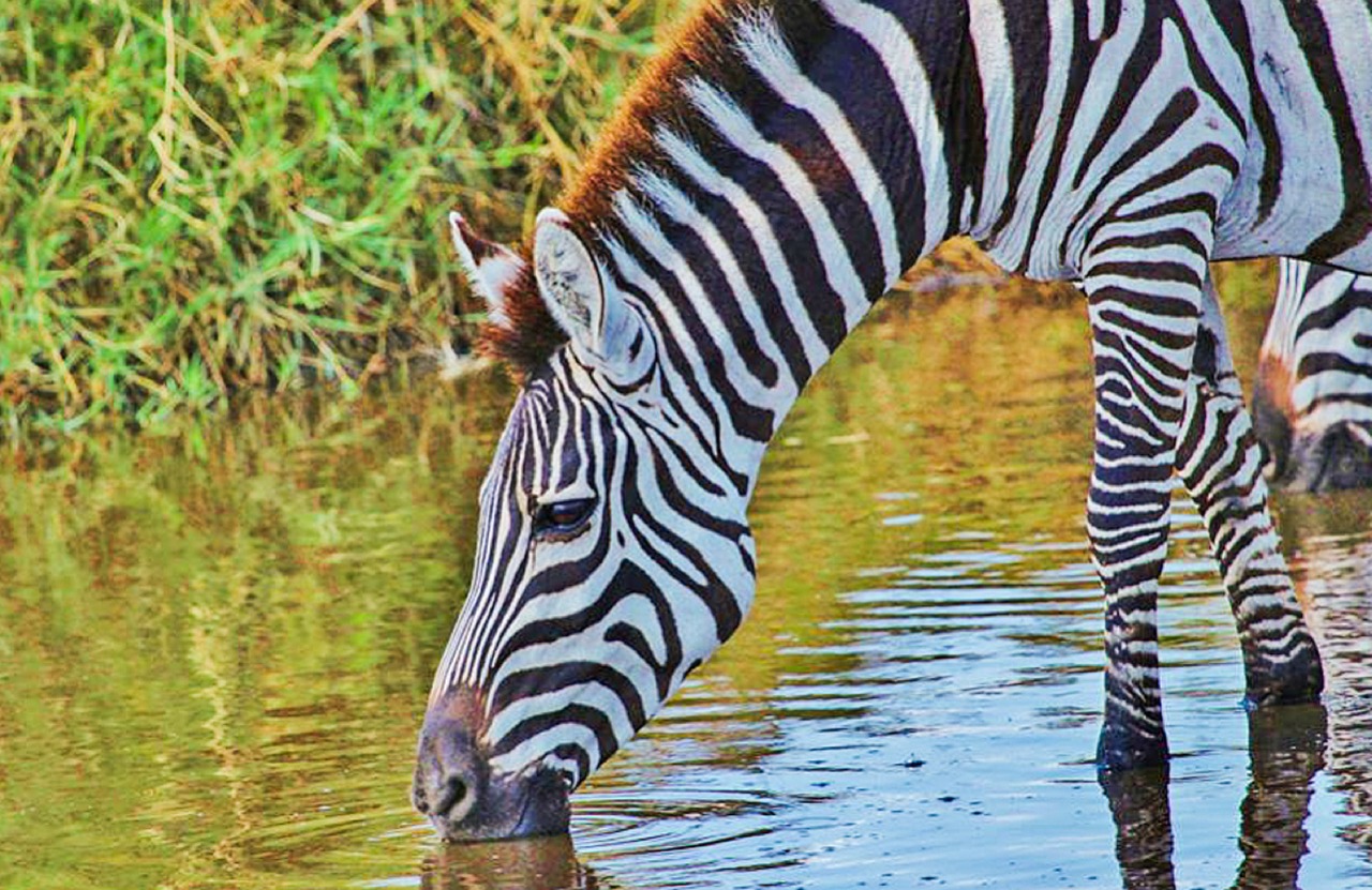 zebra serengeti tanzania free photo