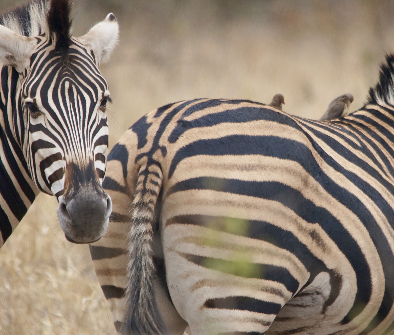 zebra buttocks stripes free photo