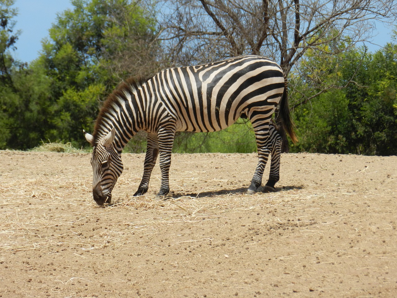 zebra africa zoo free photo