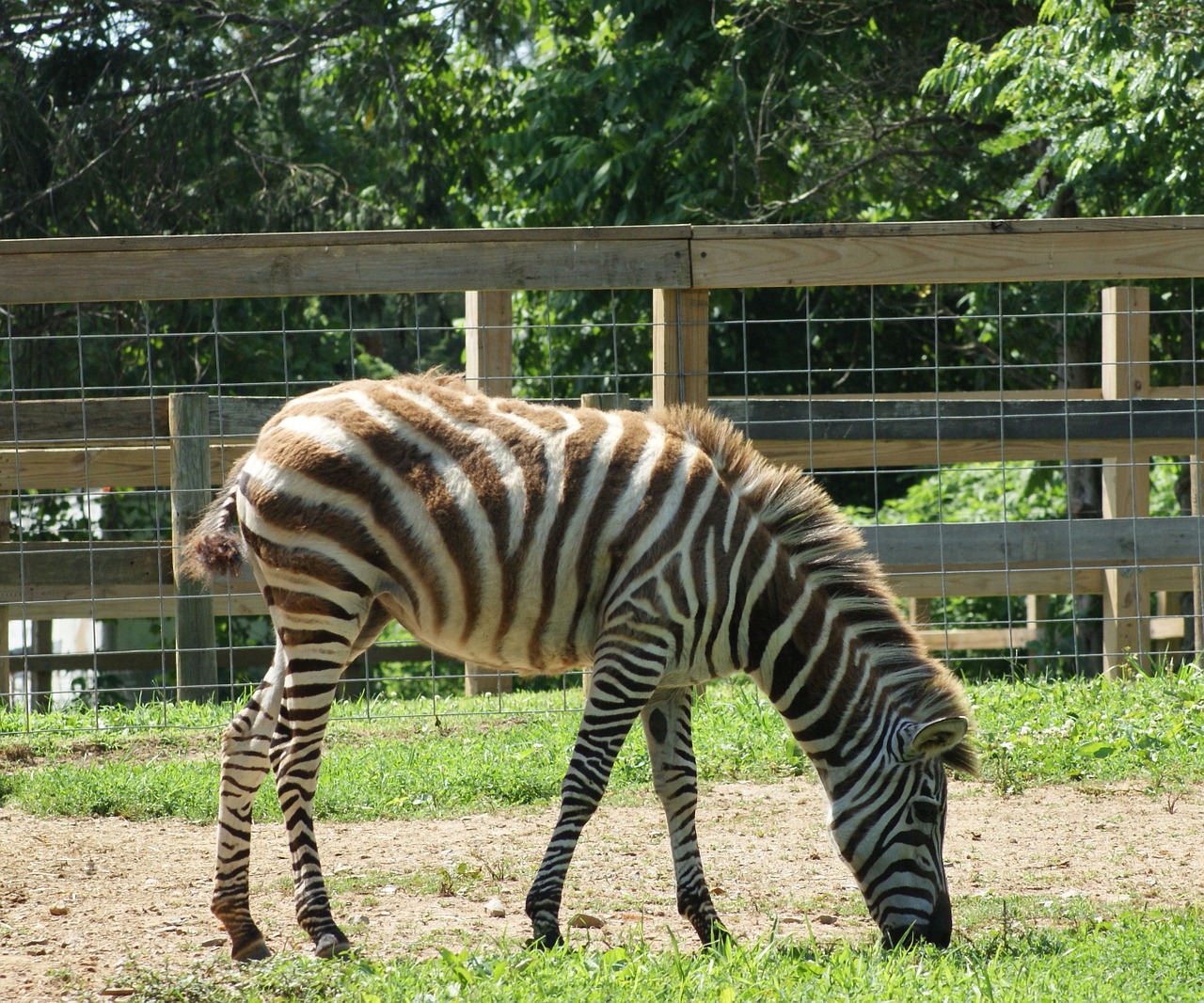 zebra wild stripes free photo