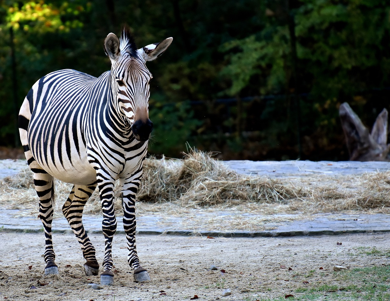 zebra wild animal zoo free photo