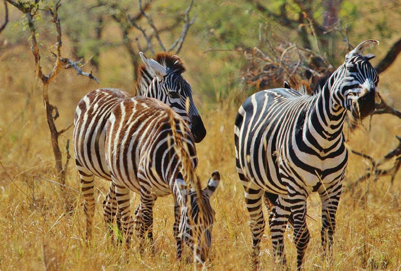 zebra safari tanzania free photo