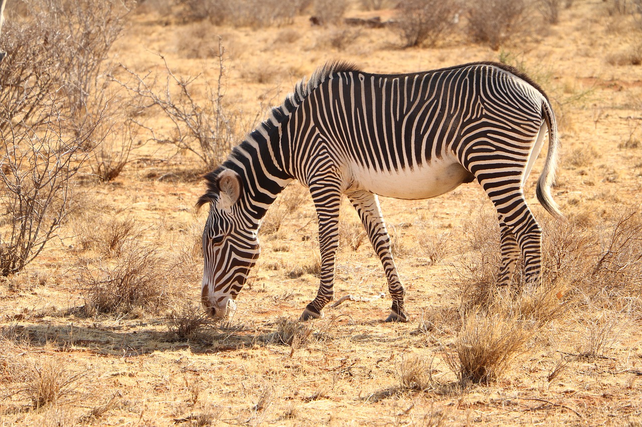 zebra strips wild free photo