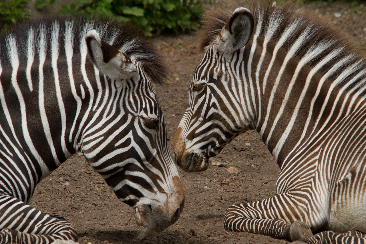 zebra mother child free photo