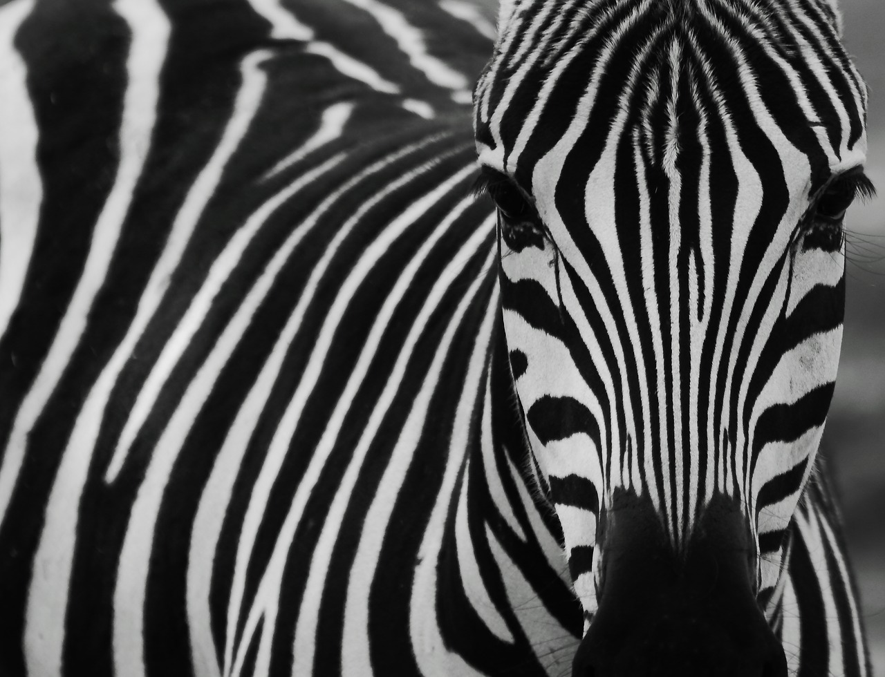 zebra black black and white free photo