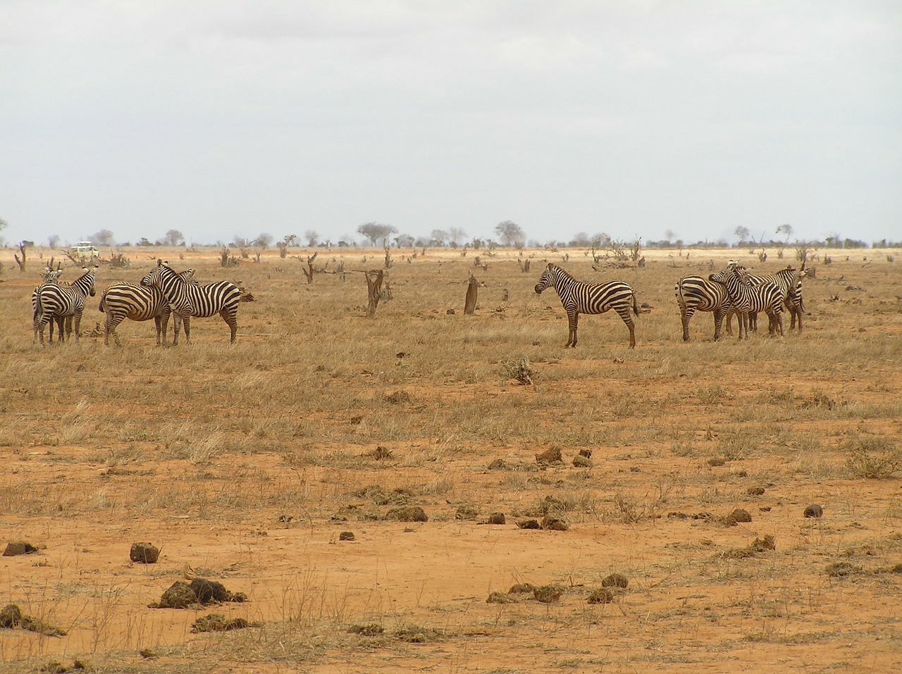 zebra animals zebra crossing free photo