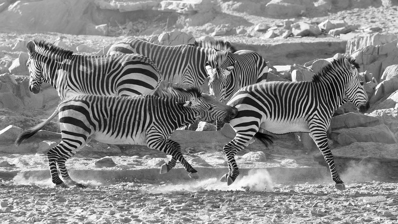 zebra mountain zebra namibia free photo