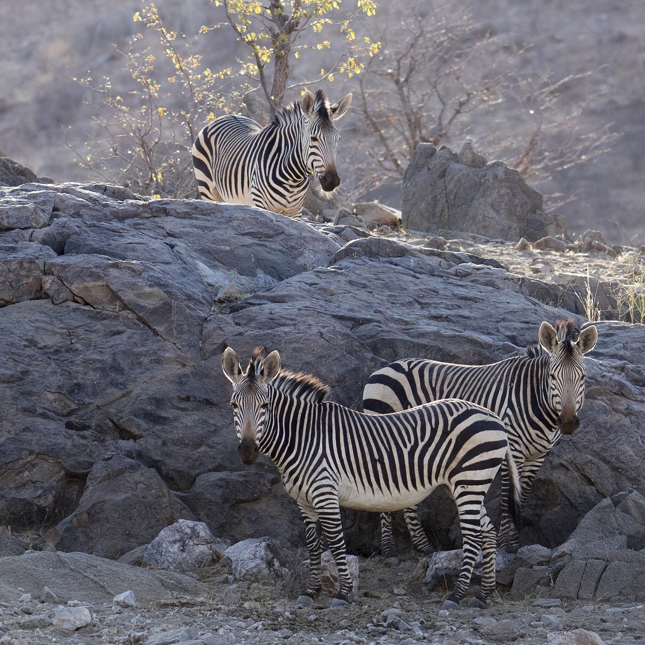 zebra color desert free photo