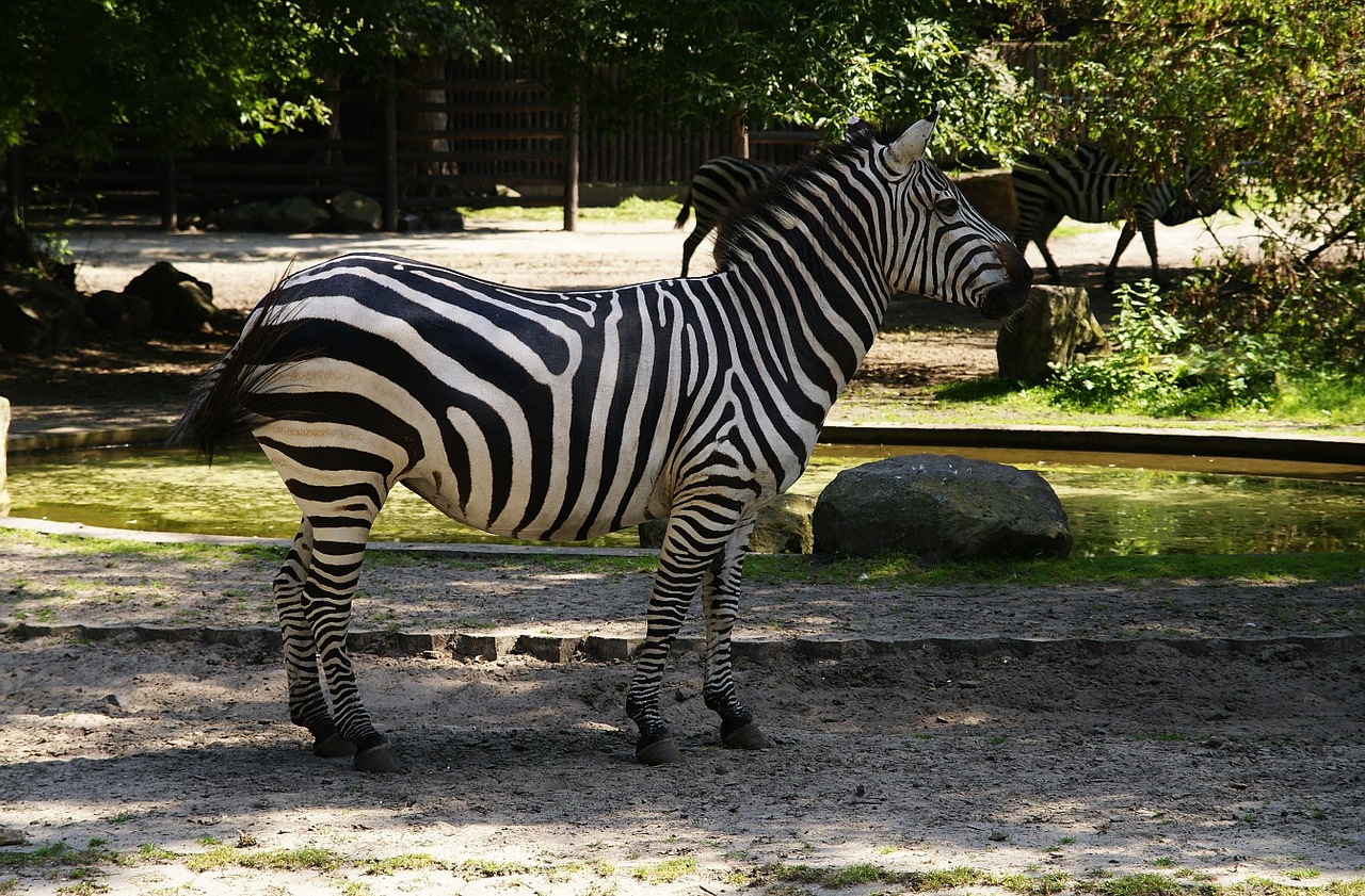 zebra mammal animals free photo