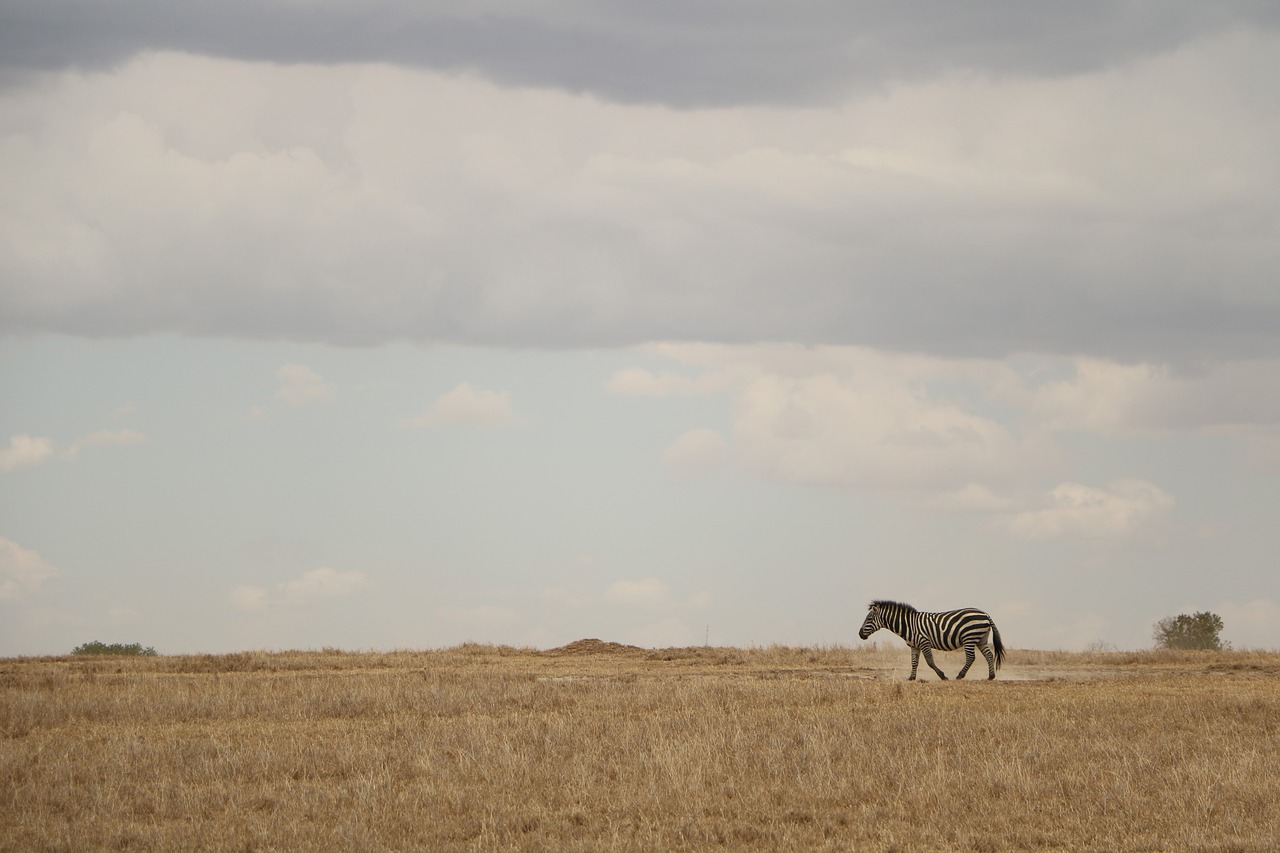 zebra safari wild free photo