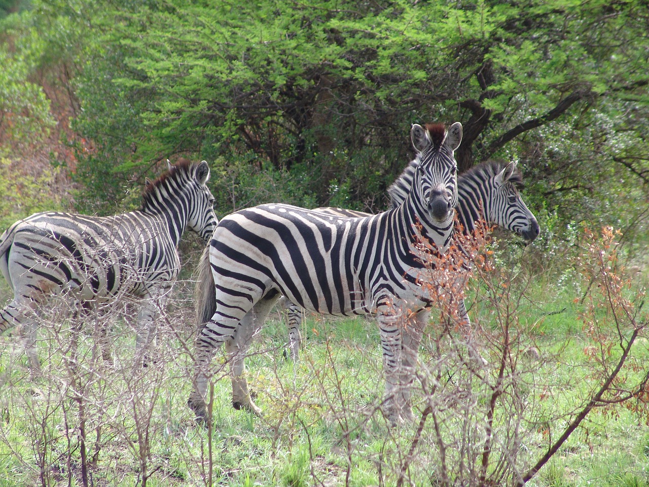 zebra wow africa africa free photo
