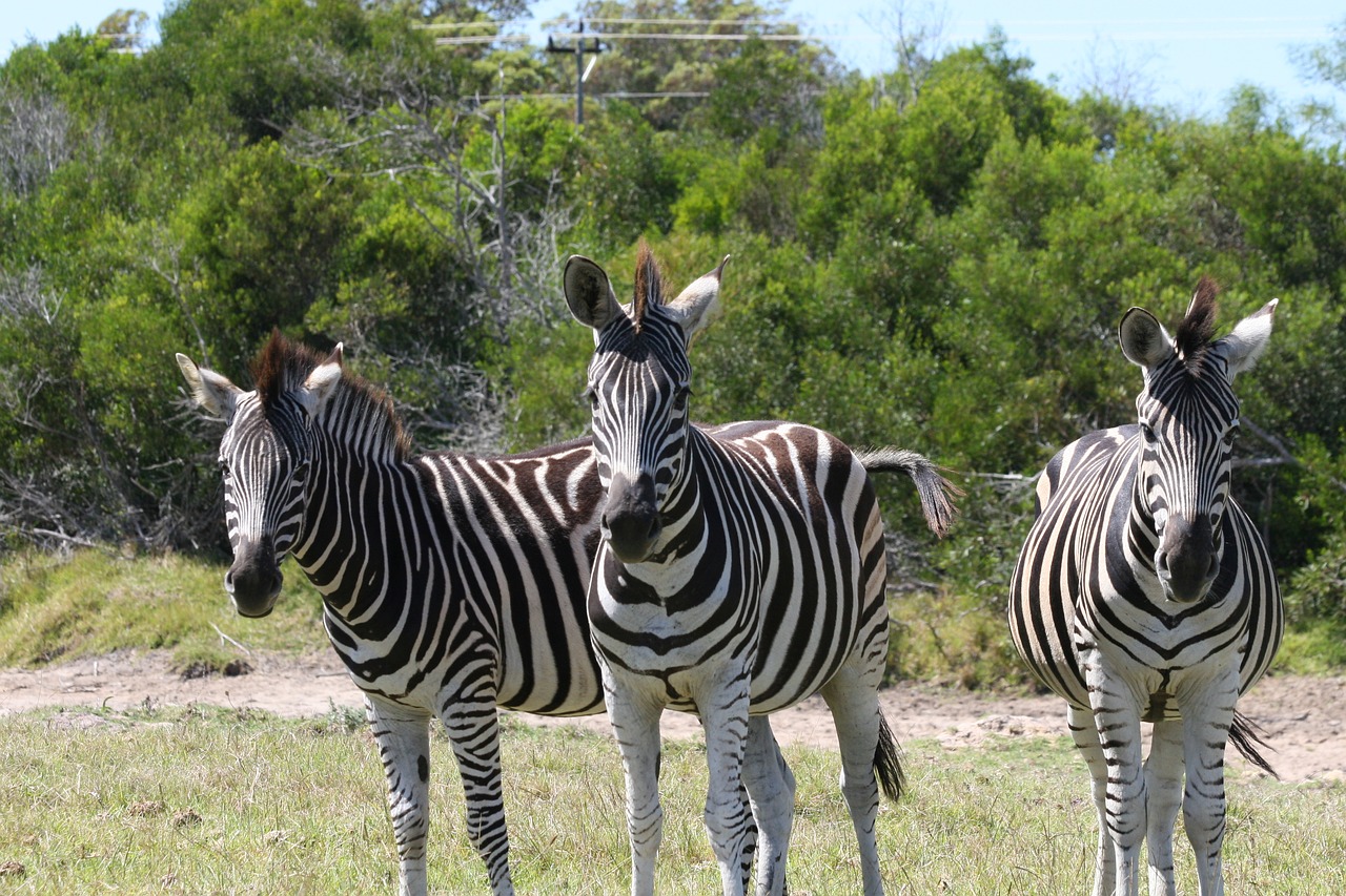 zebra wildlife africa free photo