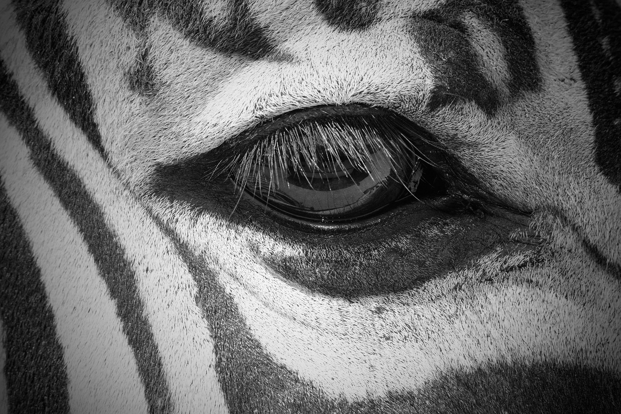 zebra eye animal free photo