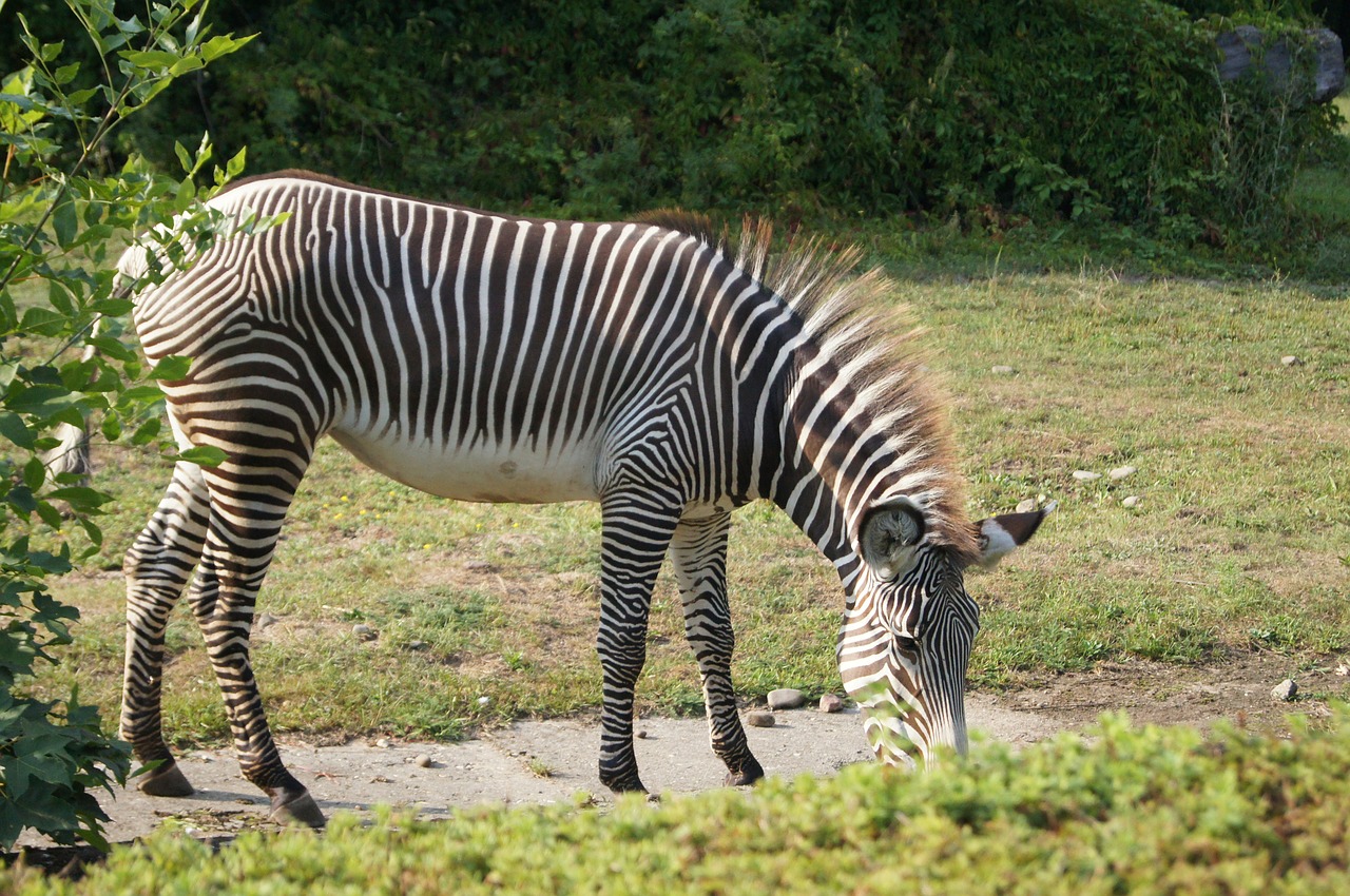 zebra animals zoo free photo